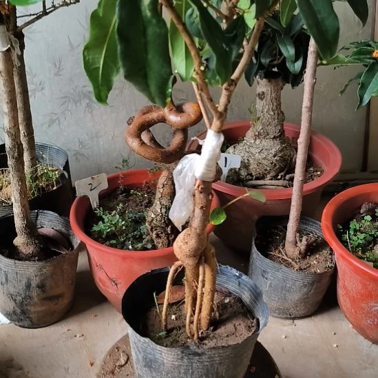 风***语完全开放八月桂艳红