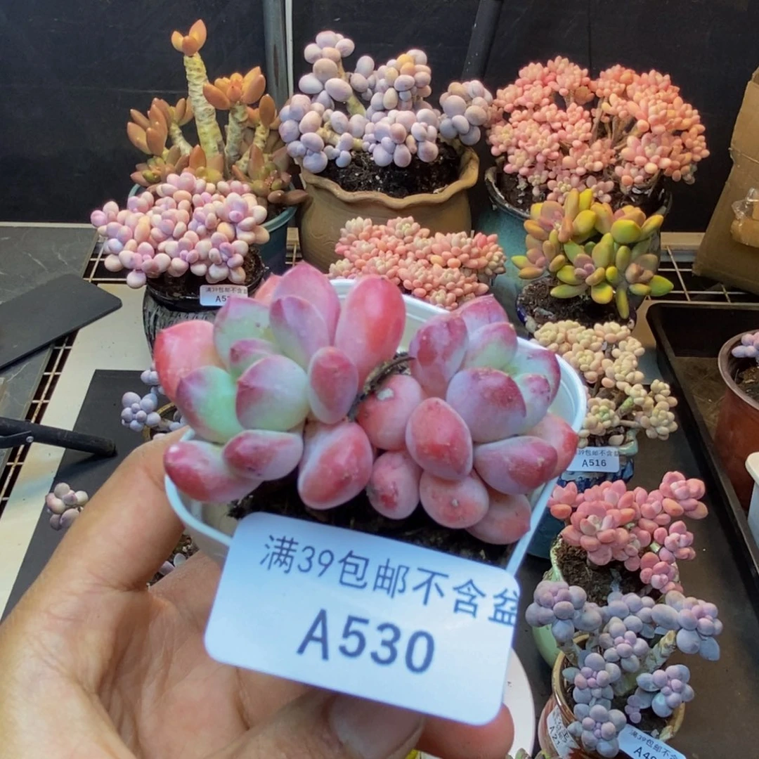530丽芙美人多肉5c m