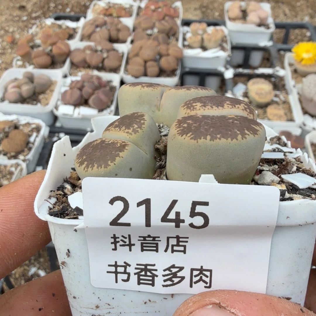 多破。