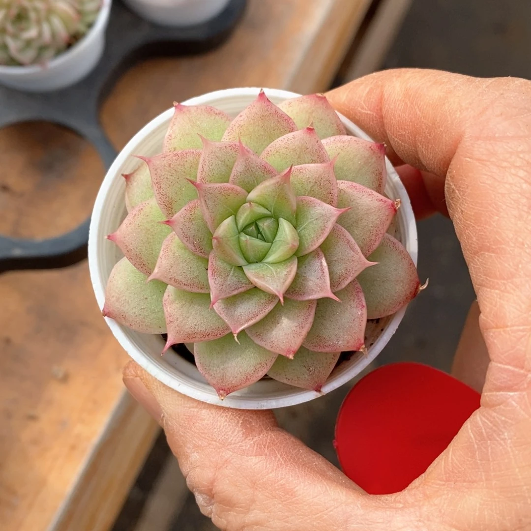 精品多肉一物一拍不包整104