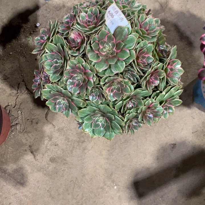 606莲花座多肉植物特价