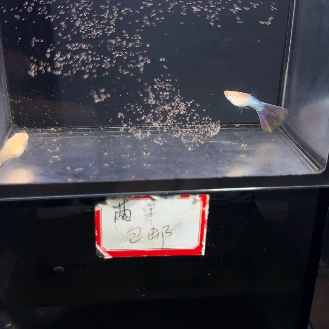 孔雀鱼拉珠利幻彩白子一对