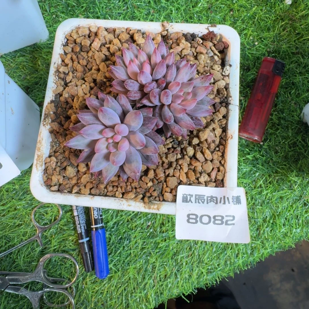 多肉植物虞美人群8082