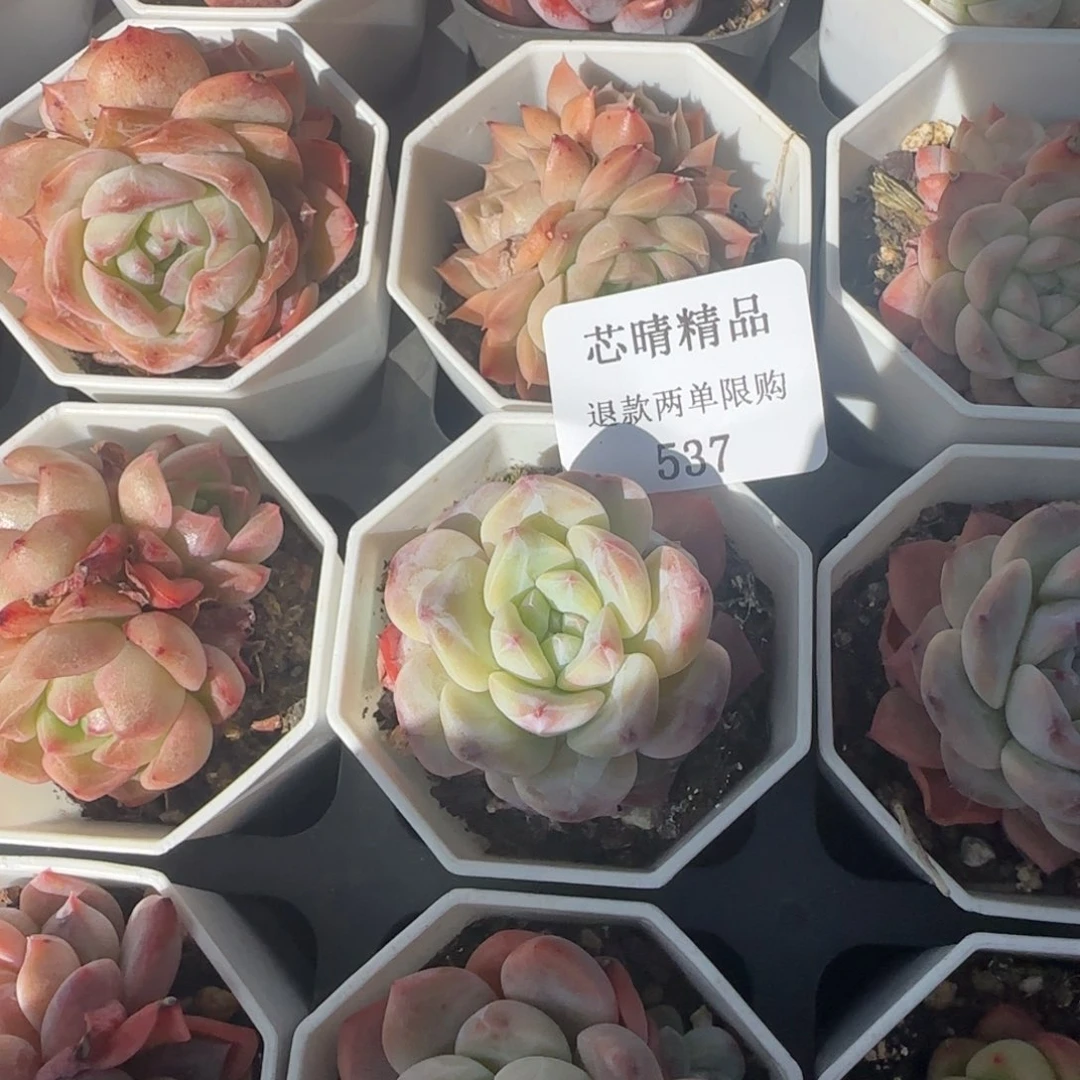 闪购精品多肉537号