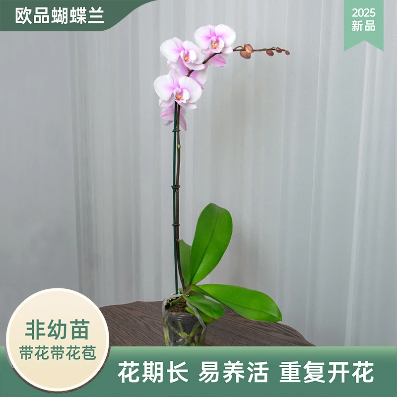 金色池塘盆栽蝴蝶兰【阿尔提亚】圣诞节带花室内乔迁开业礼物