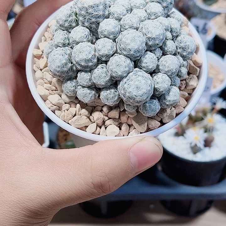 好看的球球新手福利