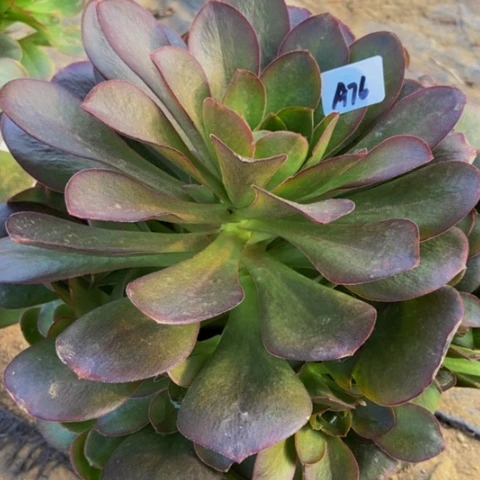 美金玫瑰多肉嫩桩76多肉