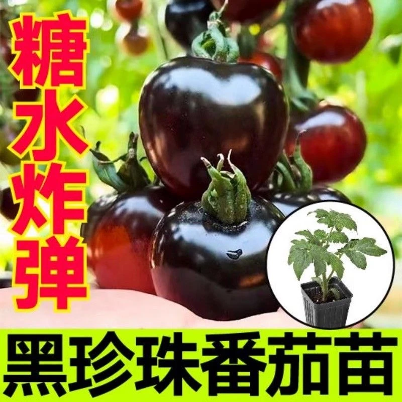 【寿光正版黑珍珠苗】黑番茄苗超高产糖水炸弹番茄苗庭院阳台种植