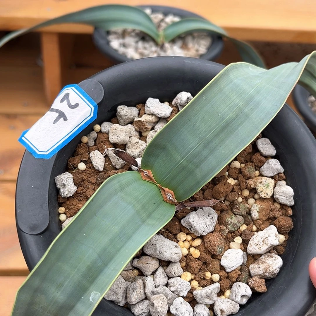 潮流植物 百岁兰 25