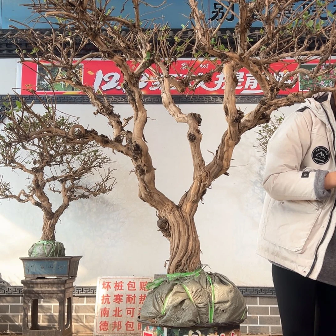 无花朵金银花88888888888888855