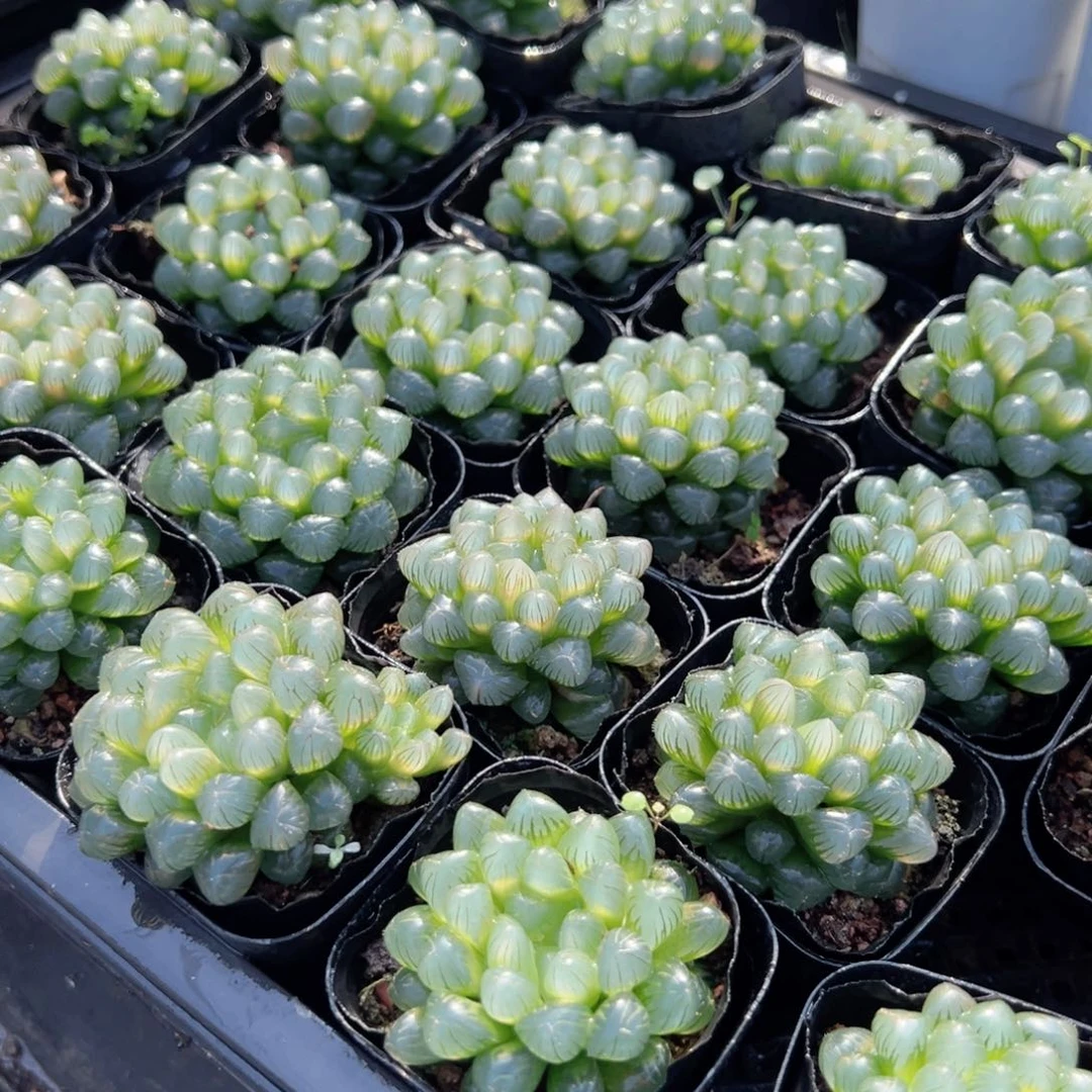 方盆三盆糯肌玉露多肉