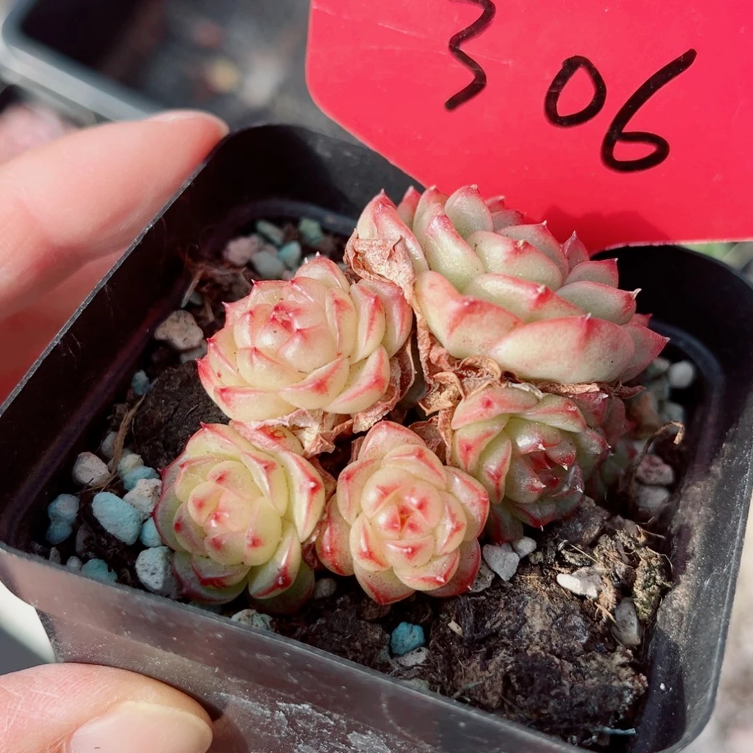 306号小老桩珍妮群