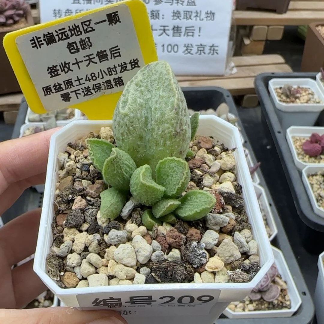 209抹茶多肉植物