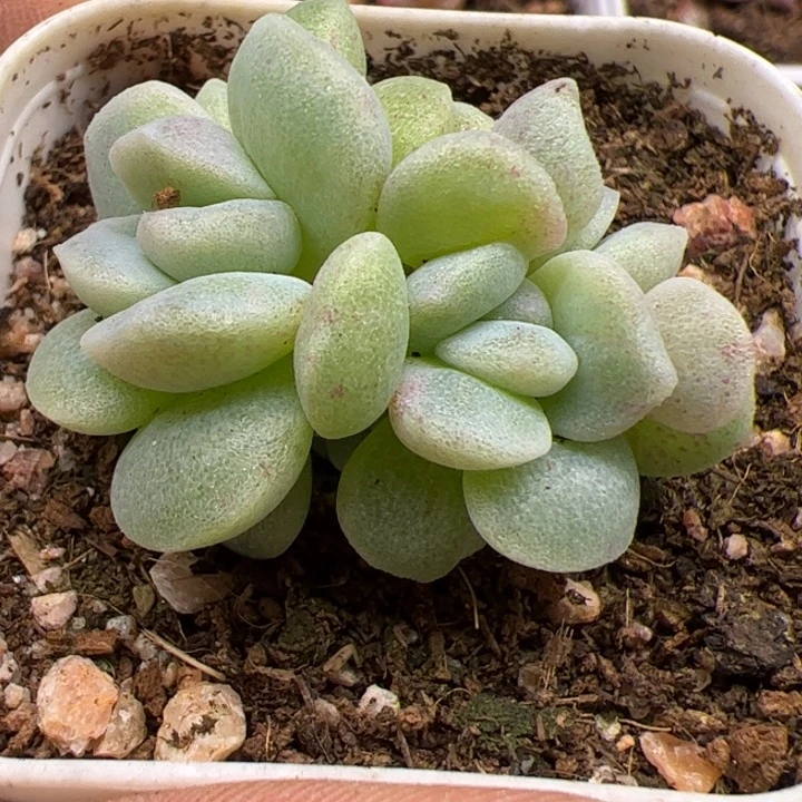 冰玉石化一物一拍精品糖心，尺寸不大介意勿拍