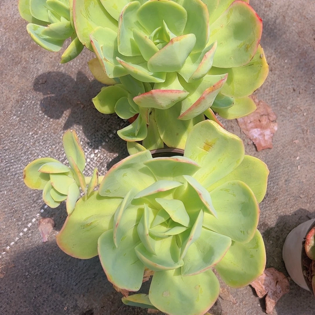 2盆骑兵碧桃 单头带崽