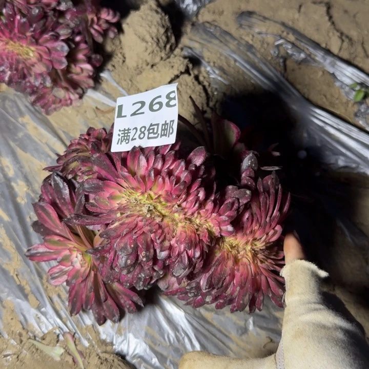 1268三号棚月婵缀B