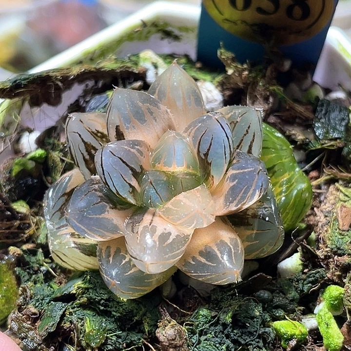 658霓虹燈錦特選福利