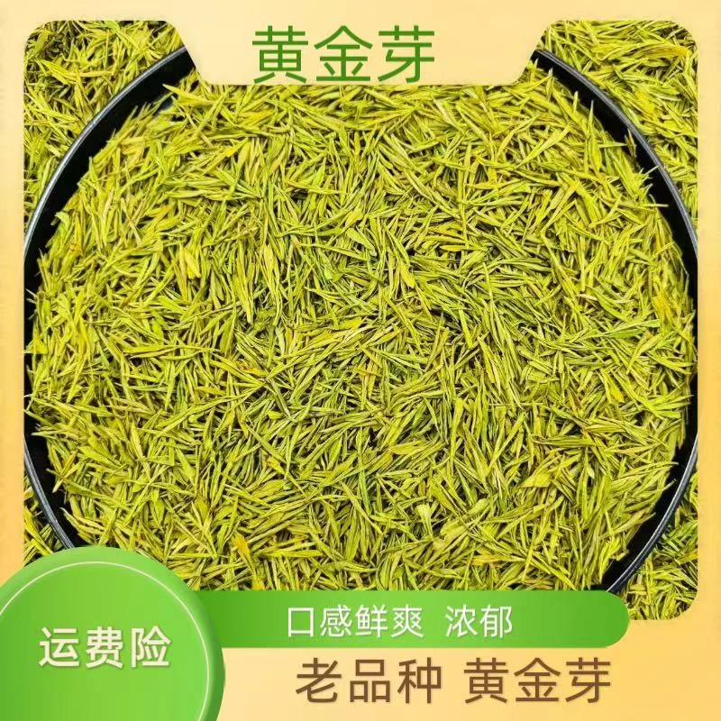 2025年 新茶明前 原产地 高山黄金芽 浓豆香 （H4 258）