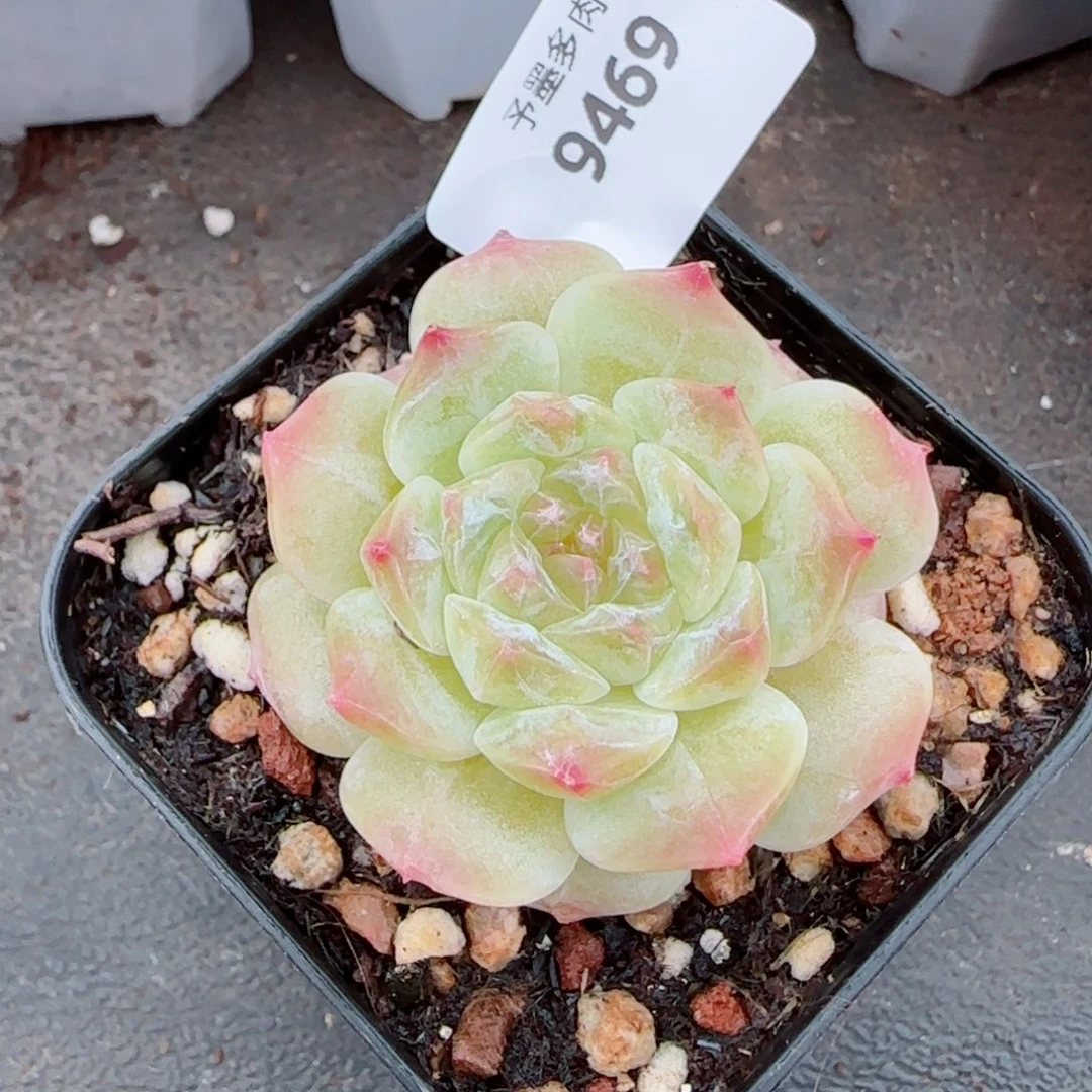 黄冰魄，9469多肉植物