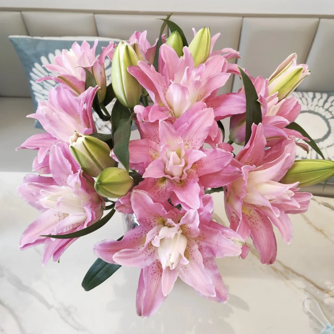 【帕特丽莎】进口重瓣百合种球 多年生 开花对版 1颗种子