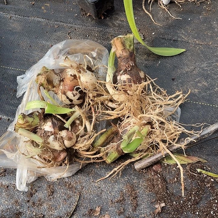 ?****?杂交大小四棵开花无售后