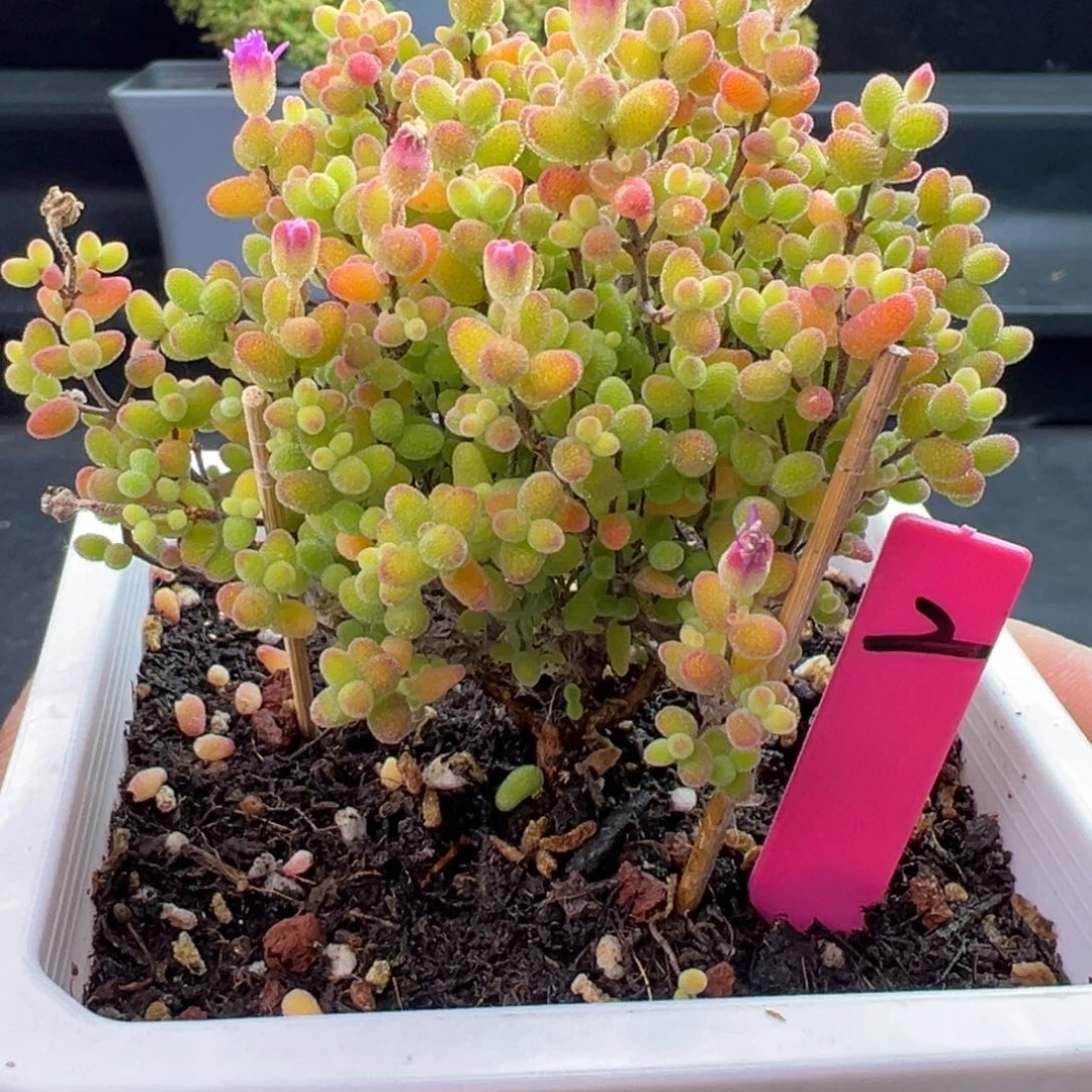 蜜橘糖球2号10cm盆