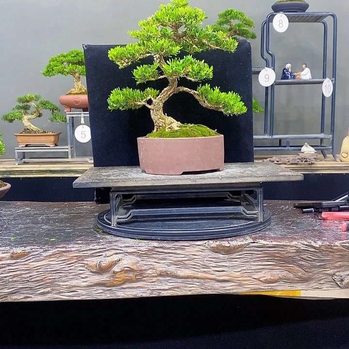 无花朵黄杨盆景四季常青不落叶