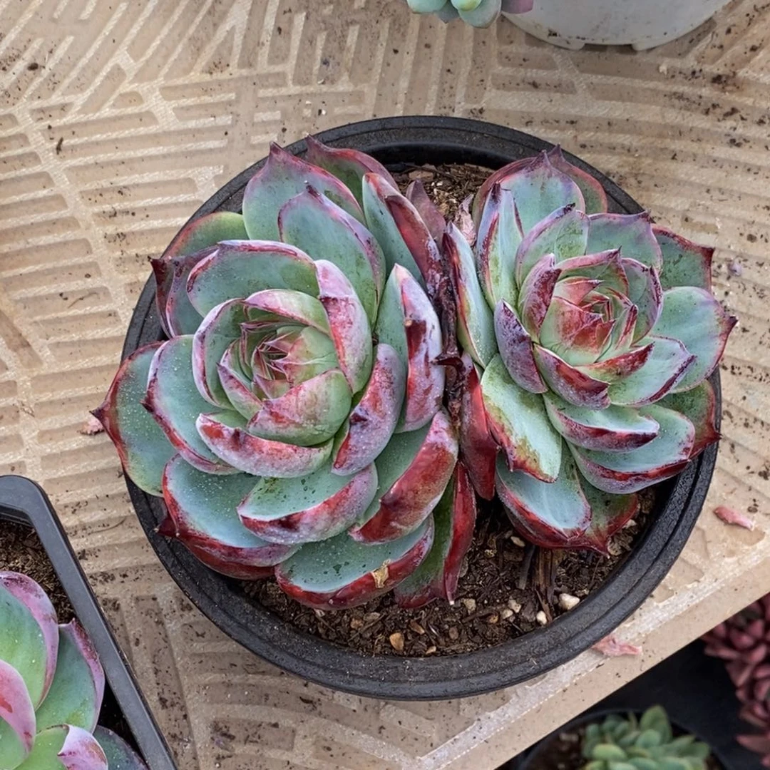 ℳ****?48包邮一物一拍多肉植物