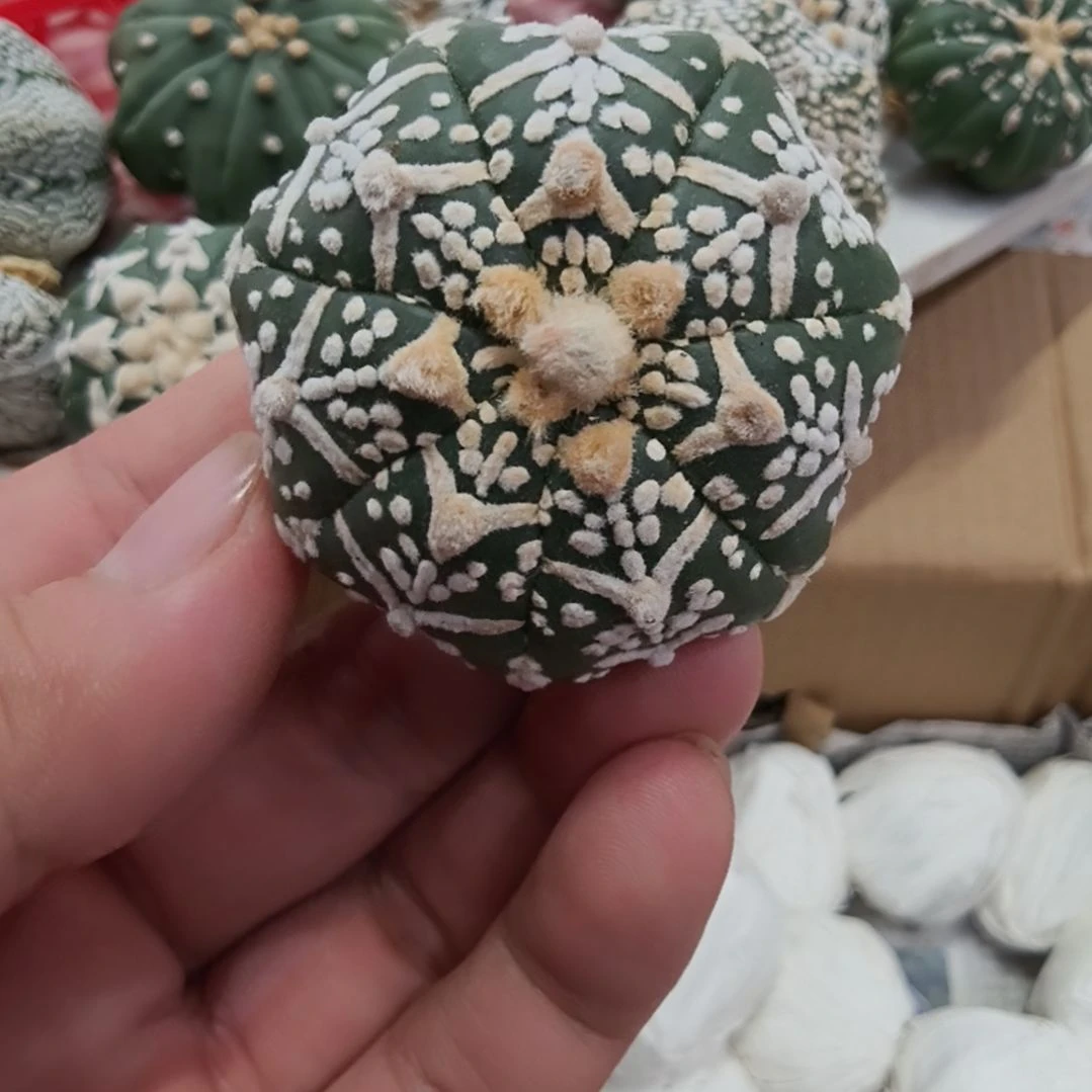 海星体连线箭头V兜哈哈