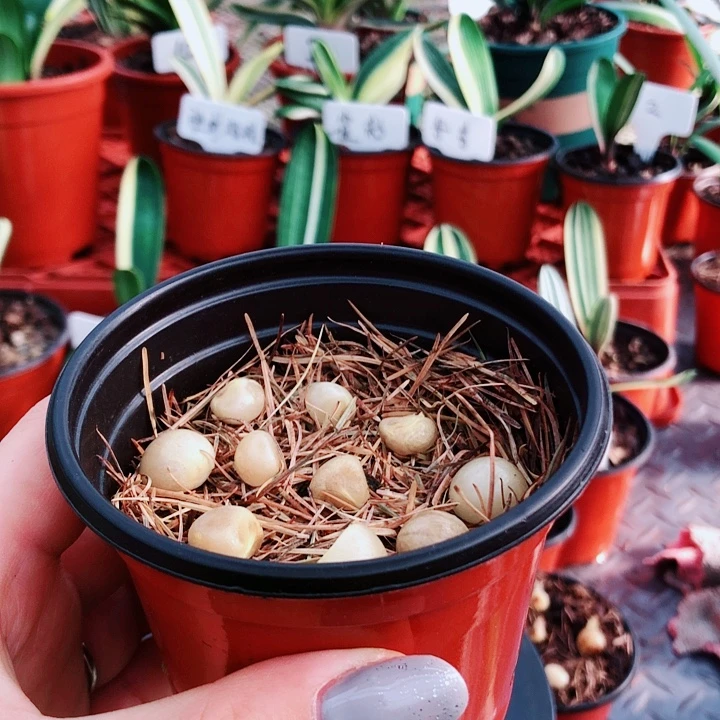 云***学完全开放大春精品君子兰开花