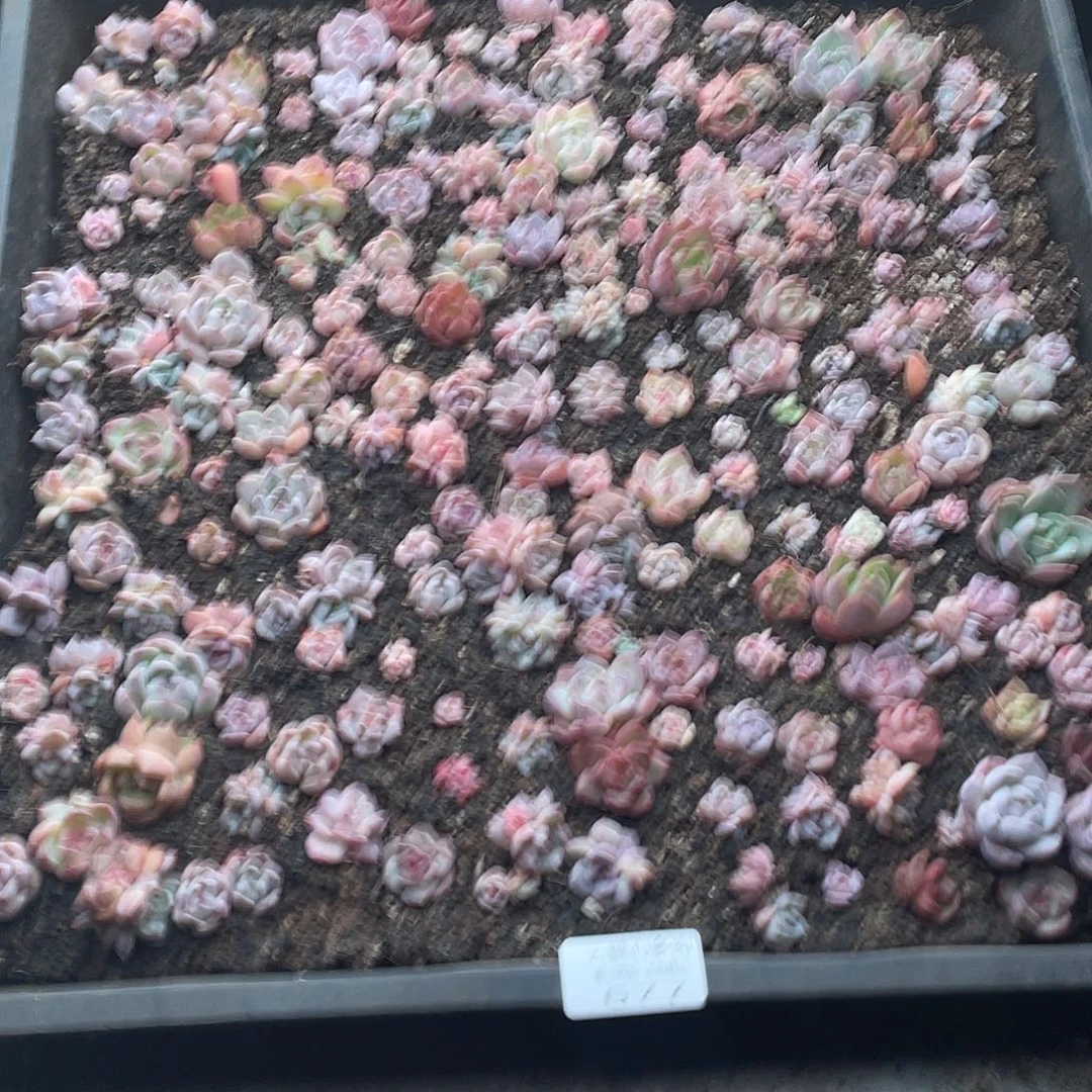 云糖心多肉植物677