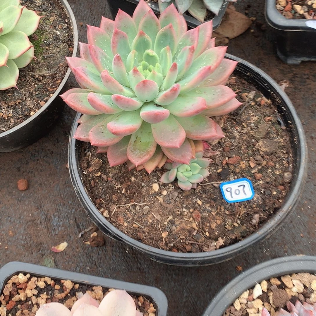 907美人 一物一拍多肉