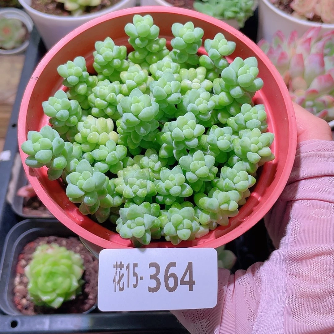 花利美15-364玉坠