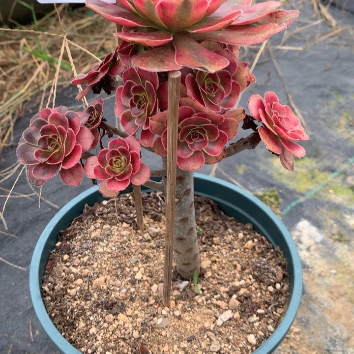 558初恋多肉植物特价