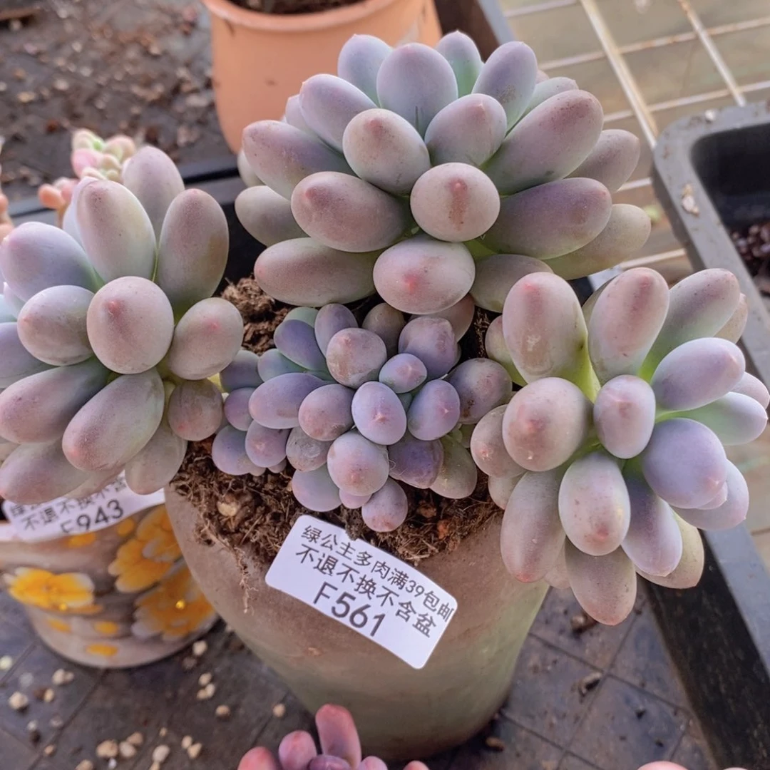 蛋黄奶15cm561多肉植物
