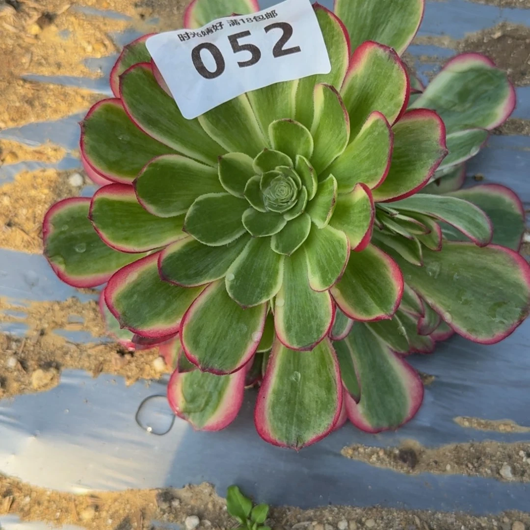 052粉海王。多肉植物