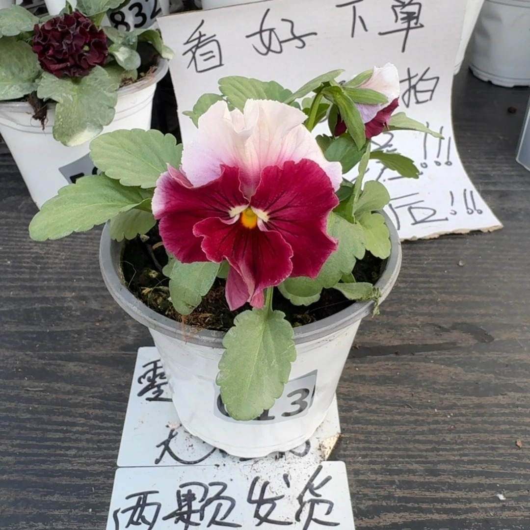 全部花朵013号彩虹白耳