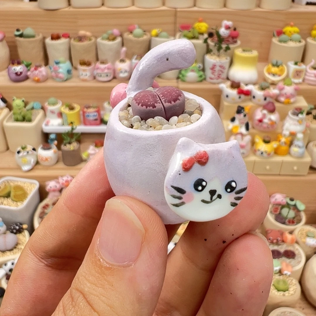 多肉植物30号摇头猫