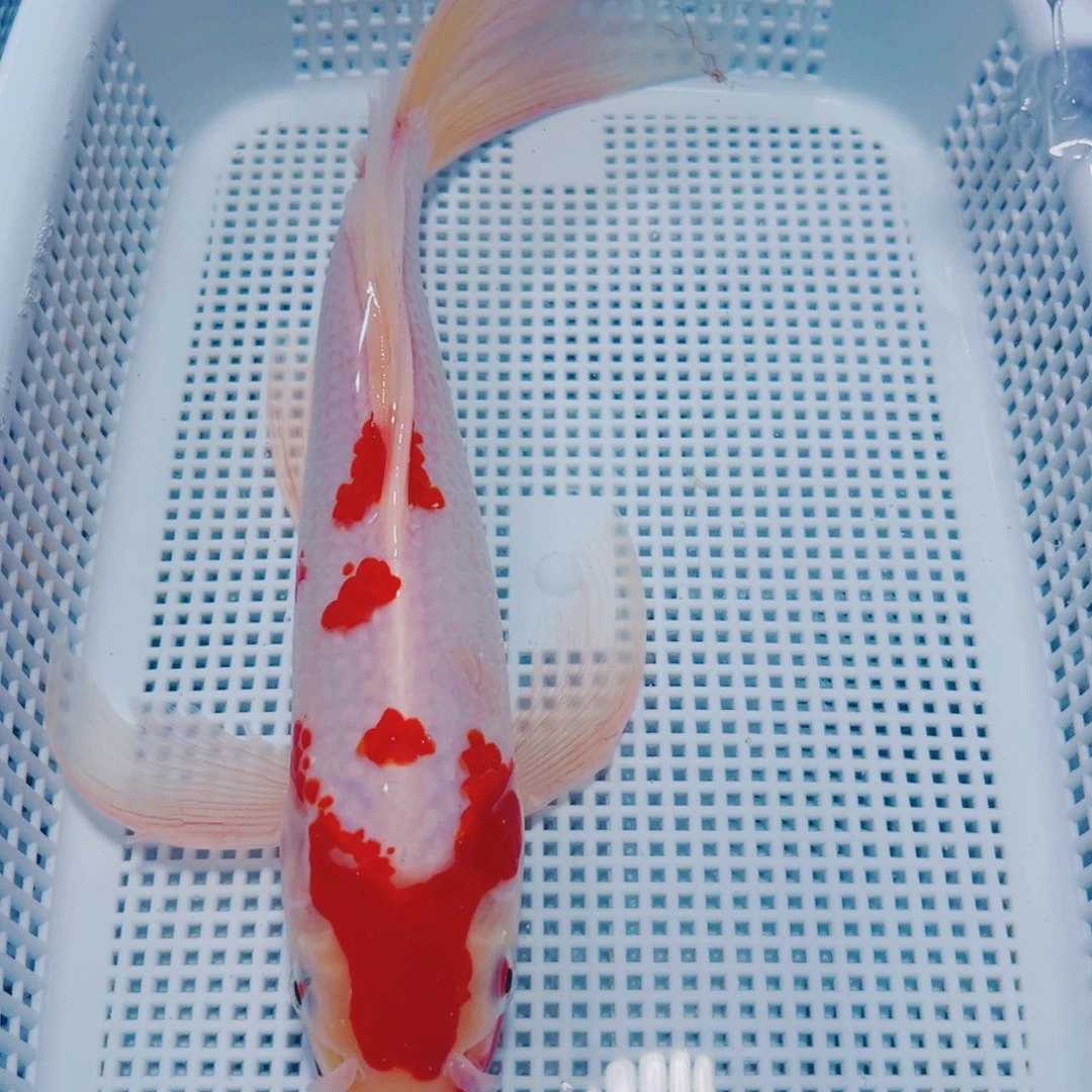 海水鱼锦鲤冷水110