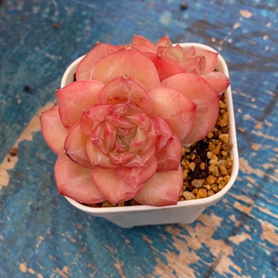 墨***兮天官赐福百无禁忌