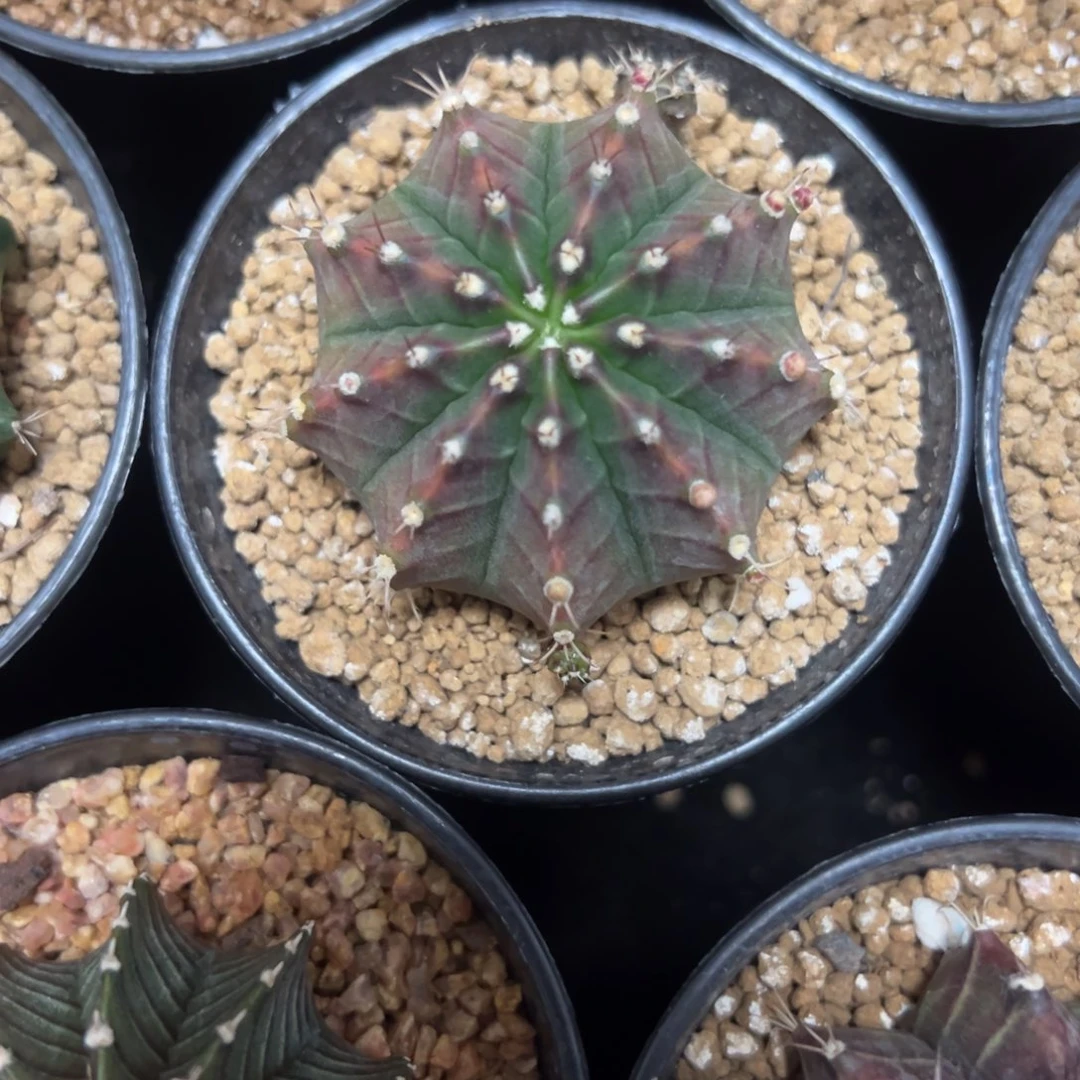 萨拉曼尼侧芽自根带盆土发货