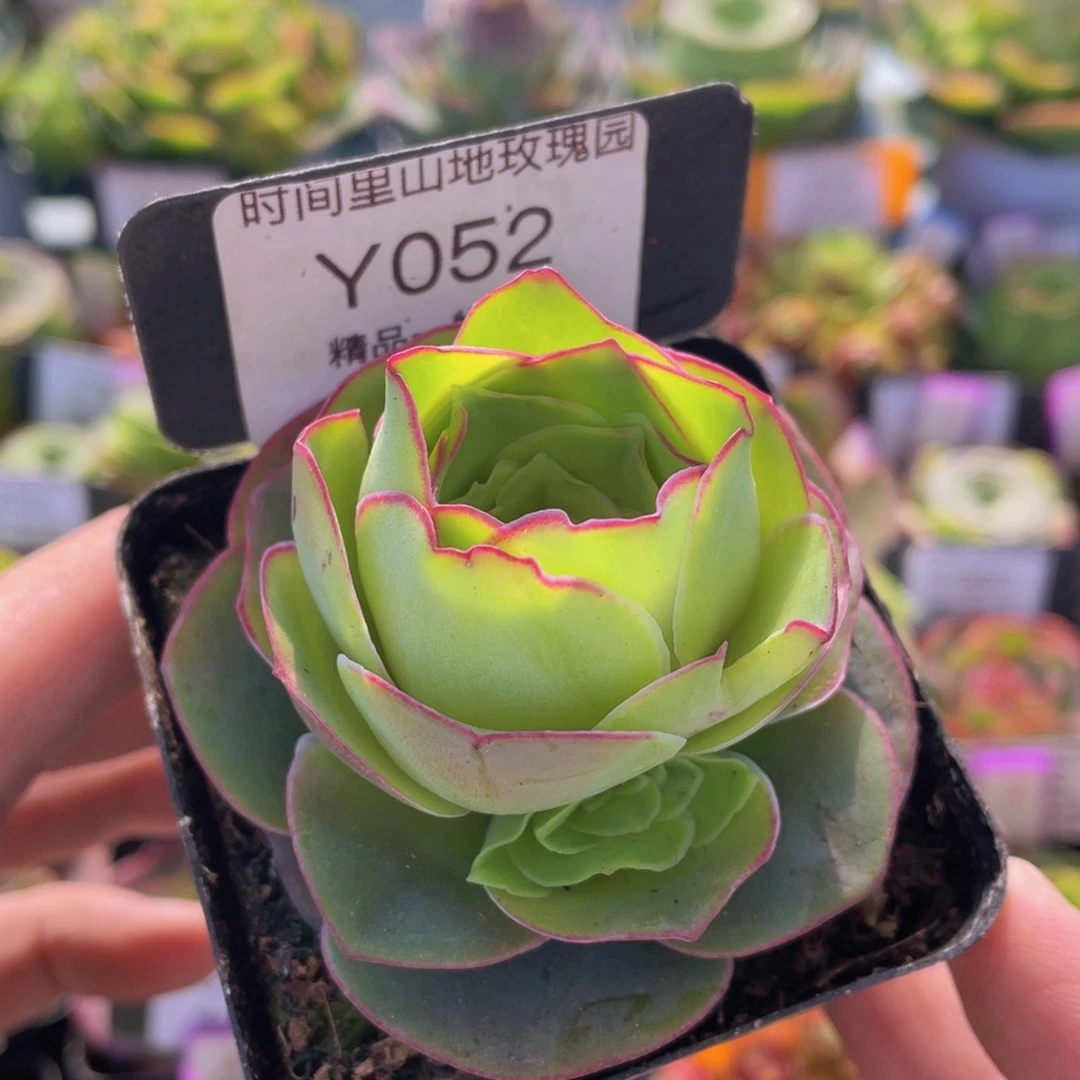 浣纱福利052一物一拍