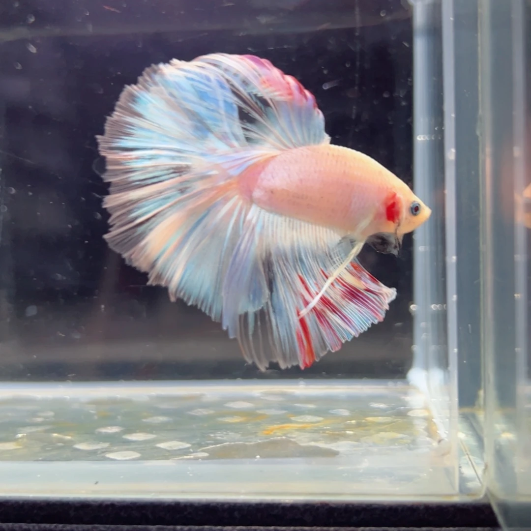 斗鱼浅色特殊尾hhhh