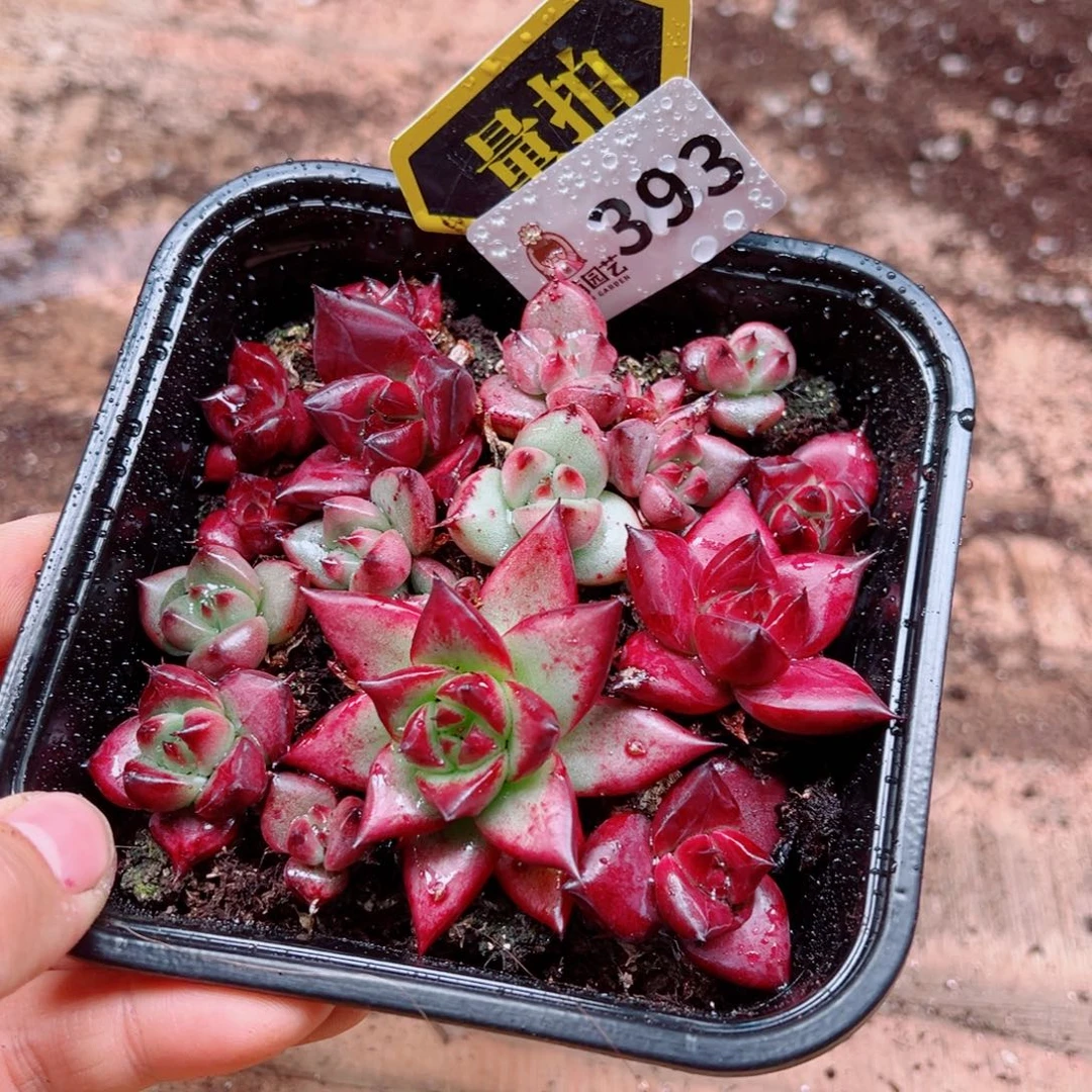 多肉植物多肉植物