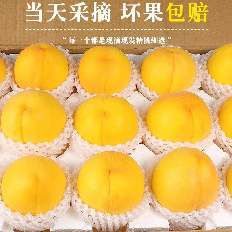 【顺丰包邮】正宗黄金蜜桃现摘新鲜黄桃应季水果脆甜多汁整箱包邮G