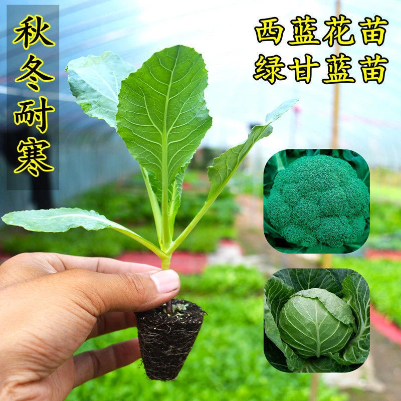 西兰花苗秧苗绿甘蓝苗盆栽蔬菜苗莴笋苗白花菜苗菜苗室外秋冬耐寒