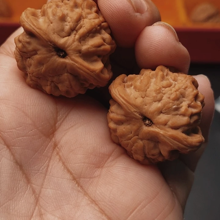 核桃小金鱼30尺核桃