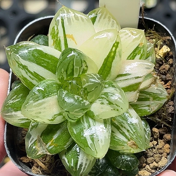 108多头玛琳玉露锦（有伤，介意勿拍）