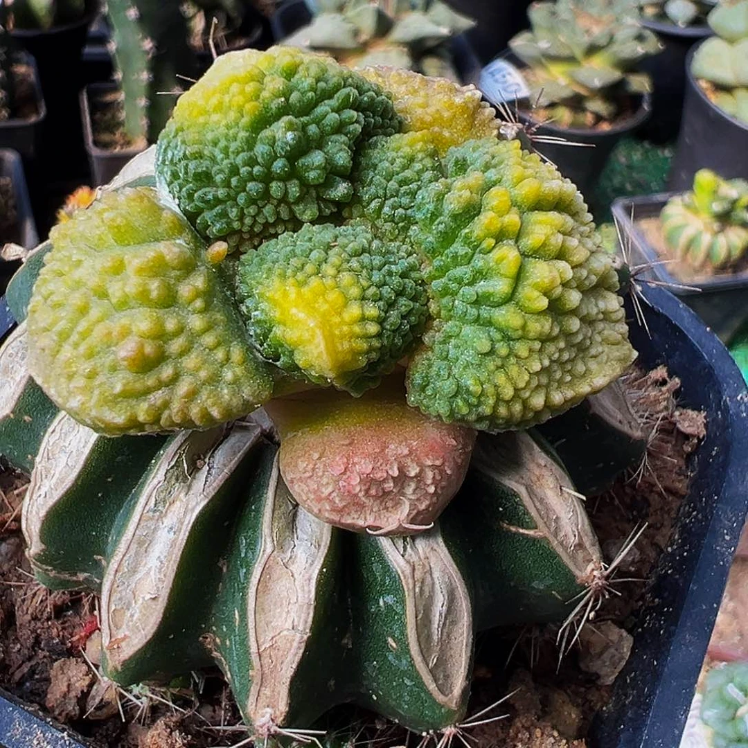 无花朵福利丸尤无毛哥斯拉牡丹锦593