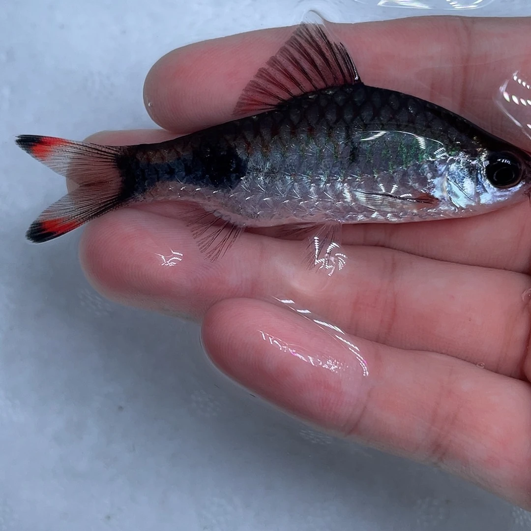 海水鱼梦幻黑影8-9cm